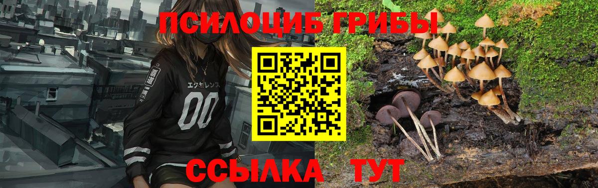 Новозыбков  Галлюциногенные грибы Psilocybine cubensis  Вход с VPN 